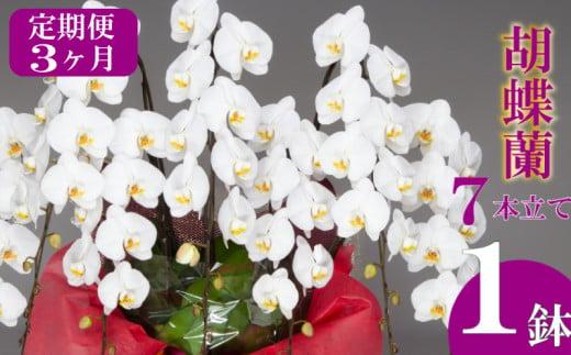 【定期便3ヶ月】胡蝶蘭 7本立て 白  お祝い 須崎洋蘭園 SY8000
