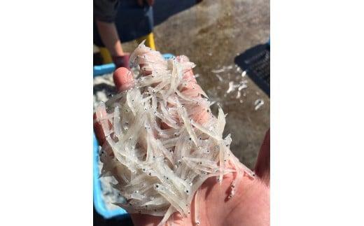 本からすみ 100g 以上 ［ 高級珍味 ］ 須崎獲れ 釜揚げしらす 1kg セット 唐墨 高級 珍味 酒の肴 つまみ 魚卵 高知 国産 日本酒 熨斗 贈答 MS015