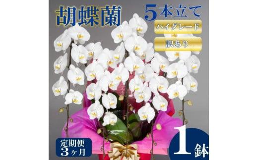 【定期便3ヶ月】【訳あり】胡蝶蘭 5本立て 白 ハイグレード お祝い 須崎洋蘭園 SY60000