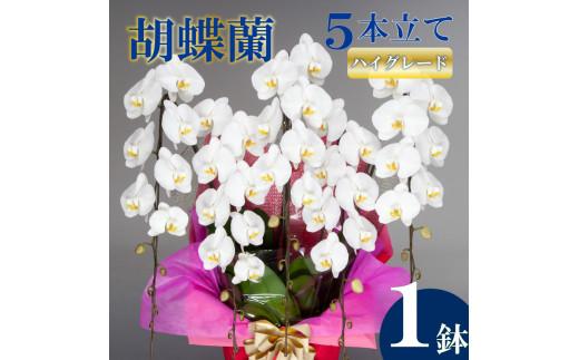 胡蝶蘭 5本立て 白 ハイグレード お祝い 須崎洋蘭園 SY008