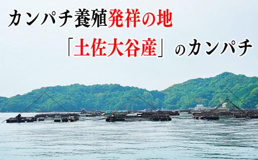 カンパチ 勘八 2節 セット | 極美勘八 人気 高級 魚 産地直送 新鮮 かんぱち しゃぶしゃぶ 鍋 照り焼き 刺し身 刺身 さしみ 生 冷蔵 高知県 須崎市