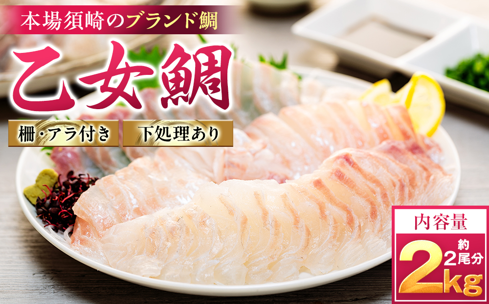 本場須崎のブランド鯛 ｢ 乙女鯛フィーレ ｣ アラ付き 2尾 セット 約2kg 冷蔵 刺身 お刺し身 タイ 鯛 高級魚 鮮魚 海鮮 魚介 煮付け アラ汁 高知県 須崎市 魚 マダイ 真鯛