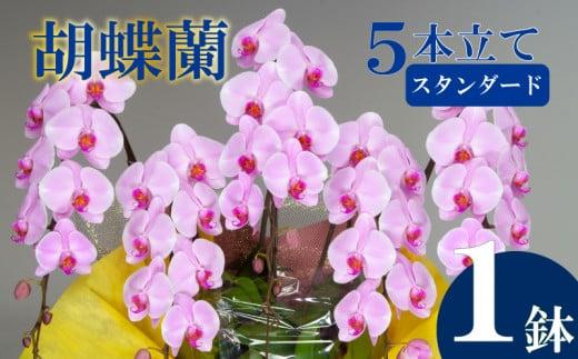 胡蝶蘭 5本立て ピンク スタンダード お祝い 須崎洋蘭園 SY004