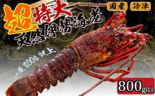 【2025年4月より順次配送】超特大 伊勢海老 800g以上 1尾 冷凍 ( 超特大サイズ 急速冷凍 えび エビ 高級 鮮魚 海鮮 魚介 刺身 焼き物 汁物 ギフト 贈答 贈り物 祝い 歳暮 中元 ) IKY043