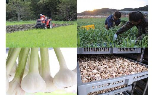 有機黒ニンニクペースト【１年分】5ｋg | 有機JAS認証 オーガニック 大容量 美容 健康 自然食品 サプリメント 高知産