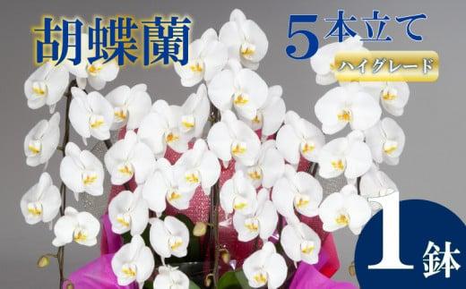 胡蝶蘭 5本立て 白 ハイグレード お祝い 須崎洋蘭園 SY008