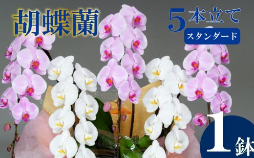 胡蝶蘭 5本立て 紅白 スタンダード  お祝い 須崎洋蘭園 SY011