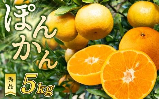 ポンカン 5kg 秀品 早期受付 2026年1月中旬より順次発送 産地直送 大人気 浦ノ内地区産 贈答 ギフト 椪柑 柑橘 フルーツ 果物 くだもの 果実 みかん デザート 贅沢 高知県 須崎市 HK004