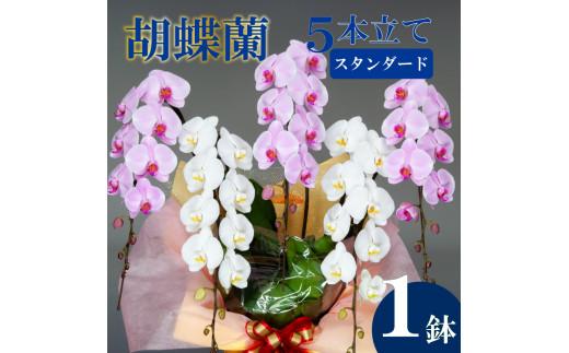 胡蝶蘭 5本立て 紅白 スタンダード  お祝い 須崎洋蘭園 SY011