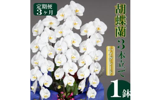 ãå®æäŸ¿3ã¶æãè¡è¶è 3æ¬ç«ãŠ çœ ãã€ã°ã¬ãŒã ãç¥ã é åŽæŽèå SY5000