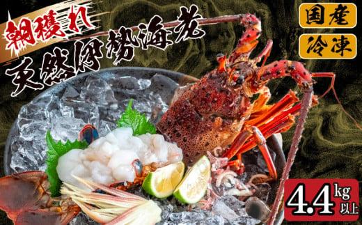 朝穫れ 天然 伊勢海老 4.4kg 以上 伊勢海老 伊勢エビ 伊勢 海老 エビ イセエビ 生きたまま発送 刺身 焼き物 お味噌汁 鍋 ボイル エビフライ アレンジ可 産地直送 職人厳選 新鮮 海鮮 ギフト 贈答 高知県 須崎市 IKY011
