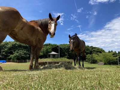 由美子・ピンクの花馬車夢のプロジェクト実現に向けて！あしずりダディー牧場応援（２万円コース）クラウンドファンディング クラファン 馬主 競馬 動物【R00576】