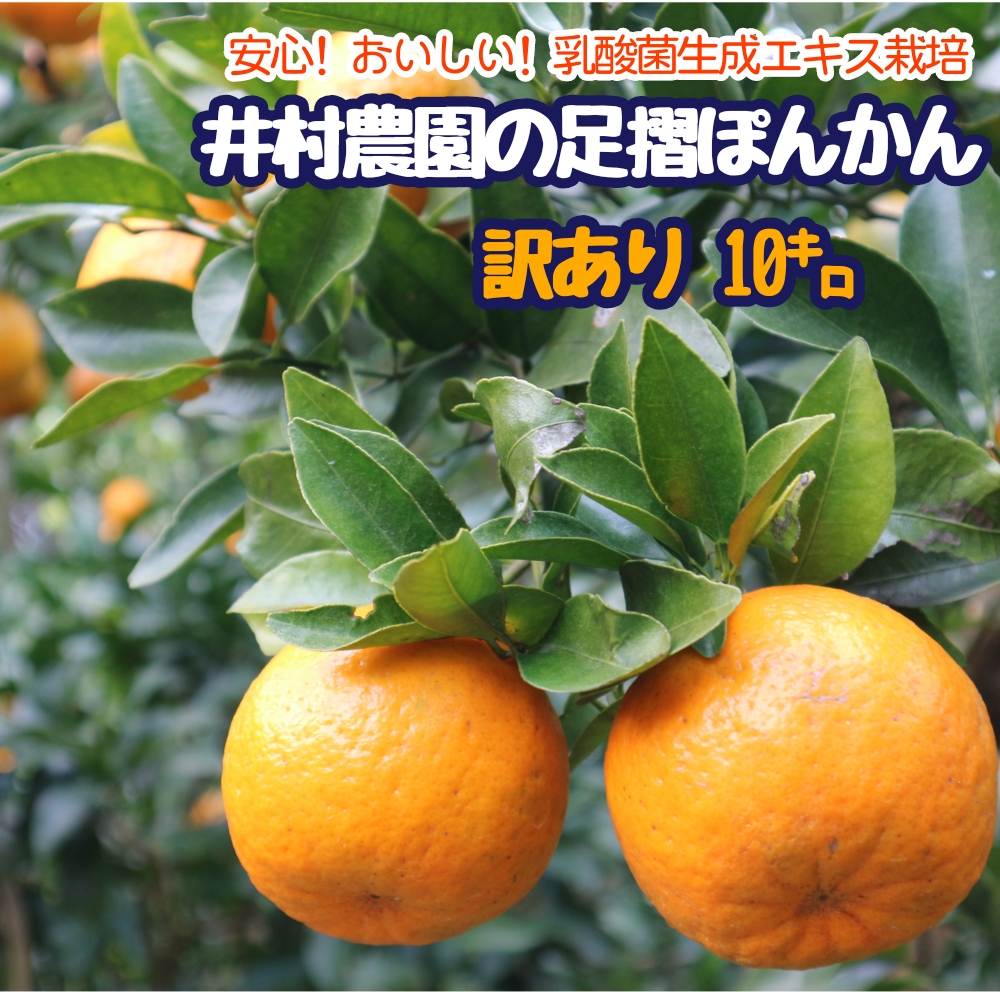 【先行予約】＜訳あり＞井村農園の足摺ぽんかん（10kg）デコポンの親 みかん 柑橘 果物 果実 ミカン ポンカン フルーツ おやつ デザート 10キロ 美味しい 【R01134】