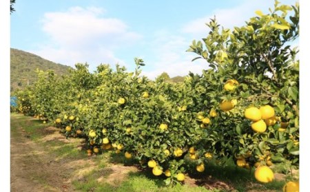 【先行予約】＜訳あり＞オレンジ園の土佐文旦20kg 柑橘 フルーツ みかん ザボン ぶんたん 【R01087】