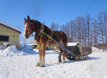 由美子・ピンクの花馬車夢のプロジェクト実現に向けて！あしずりダディー牧場応援（３万円コース）クラウンドファンディング クラファン 馬主 競馬 動物【R00644】