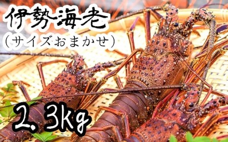 伊勢海老2.3kg（サイズおまかせ高知県産）※着日指定不可※エビ 甲殻類 海鮮BBQ アウトドア キャンプ お祝い【R00724】