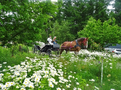 由美子・ピンクの花馬車夢のプロジェクト実現に向けて！あしずりダディー牧場応援（１万円コース）クラウンドファンディング クラファン 馬主 競馬 動物【R00341】