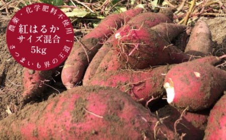 先行予約 サツマイモ（紅はるか）５ｋｇ 農薬化学肥料不使用（洗い）【R00163】