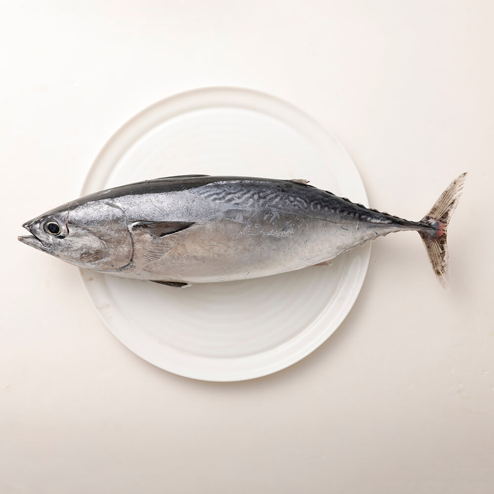 <3回定期便> 季節の鮮魚 おまかせお楽しみセット（ブロンズコース）天然魚 食べ比べ 魚介類 海鮮料理 魚 鮮魚 新鮮 刺し身 煮付け お楽しみ 定期便 3ヶ月 高知 【J00023】