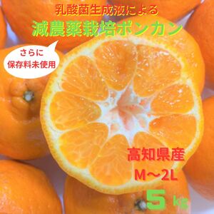 【先行予約】<訳あり> ぽんかん   5kg 高糖度 みかん 柑橘 高知 土佐清水 甘い ジューシー 完熟 フルーツ 果物 ビタミンC 旬 M〜2Lサイズ 減農薬 産直 季節限定 家庭用 自宅用【R00891】