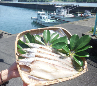 旬の干物９袋おまかせセット　無添加 お楽しみ 干し魚 健康食品 おかず 惣菜 おつまみ【R00771】