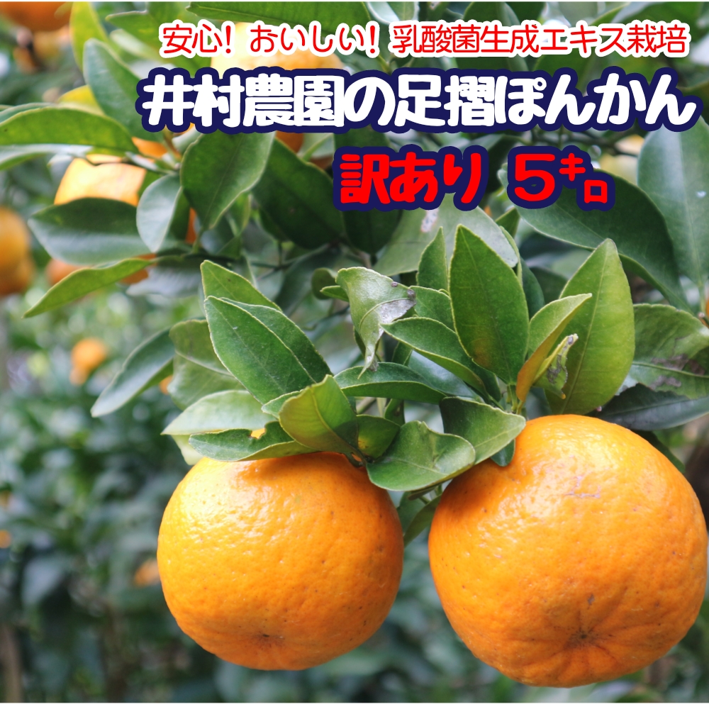 【先行予約】＜訳あり＞井村農園の足摺ぽんかん（５kg）デコポンの親 みかん 柑橘 果物 果実 ミカン  ポンカン フルーツ おやつ デザート 5キロ 美味しい 【R00157】