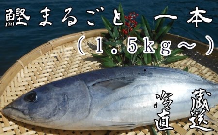 本場高知のカツオ まるごと１本（1.5kg〜）※着日指定不可※鮮魚 鰹のたたき 刺身 お造り 煮魚 直送便【R00832】