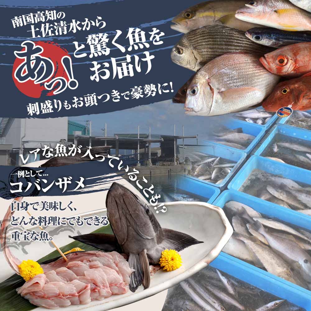 旬の朝獲れ鮮魚詰め合わせ【以布利定置網　漁師直送】朝獲れ 旬 鮮魚 魚介 海鮮 魚 さかな せんぎょ 鮮魚セット 詰め合わせ おまかせ お任せ【S00818】