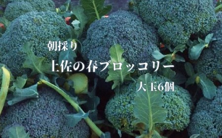 【先行予約】朝採り！土佐の春ブロッコリー（大玉6個）春野菜 ブロッコリー やさい 栄養 健康 ビタミンC おいしい 美味しい レシピ付き おかず お弁当 サラダ 料理 ギフト 贈答 国産【R00133】