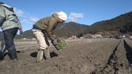 【先行予約】朝採り！土佐の春ブロッコリー（大玉6個）春野菜 ブロッコリー やさい 栄養 健康 ビタミンC おいしい 美味しい レシピ付き おかず お弁当 サラダ 料理 ギフト 贈答 国産【R00133】