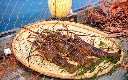 冷凍伊勢海老１kg（サイズおまかせ）エビ 甲殻類 海鮮BBQ アウトドア キャンプ お祝い【R00640】