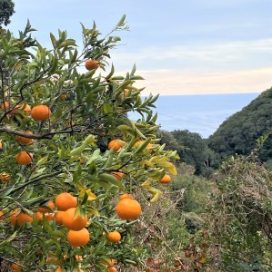 【先行予約】＜訳あり＞ぽんかん  3.5kg 高糖度 みかん 柑橘 甘い ジューシー 完熟 フルーツ 果物 ビタミンC 旬 M〜2Lサイズ 減農薬 乳酸菌生成液 産直 季節限定 家庭用【R00890】