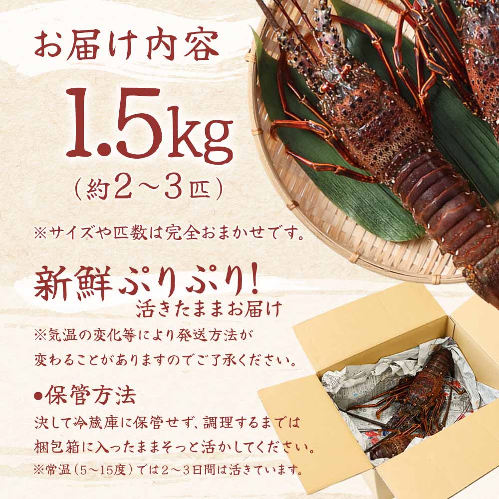 天然伊勢海老1.5kg（サイズ・匹数おまかせ）甲殻類 エビ アウトドア キャンプ 海鮮BBQ【R00676】