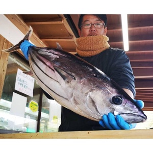 至高の藁焼きカツオのたたき(１節 300g〜400g) 特製タレ 専用塩 3点セット（中サイズ） 天日塩 ミネラル 冷蔵 生 鰹 刺身 お刺身 高知 藁焼き 鰹 かつお かつおのタタキ 魚 おかず おつまみ おいしい 真空 冷蔵 【R01139】