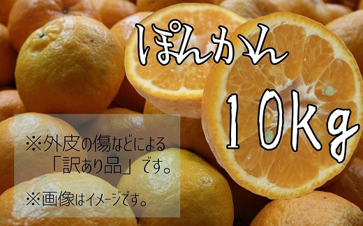 先行予約 【訳あり】早川農園のぽんかん（10kg）デコポンの親 みかん ミカン 果物 果実 柑橘 ポンカン フルーツ おやつ デザート 甘い おいしい ワケアリ 家庭用 ご自宅用【R00356】