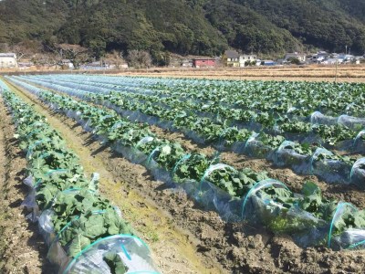 【先行予約】朝採り！土佐の春ブロッコリー（大玉6個）春野菜 ブロッコリー やさい 栄養 健康 ビタミンC おいしい 美味しい レシピ付き おかず お弁当 サラダ 料理 ギフト 贈答 国産【R00133】