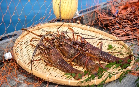 伊勢海老2.3kg（サイズおまかせ高知県産）※着日指定不可※エビ 甲殻類 海鮮BBQ アウトドア キャンプ お祝い【R00724】