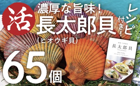 【先行受付】生け簀でお届けヒオウギ貝65個セット エアポンプ付（ホタテの仲間）アウトドア キャンプ 海鮮BBQ 魚貝 刺身 生 貝殻付 活 貝柱 酒蒸し バーベキュー【R00646】