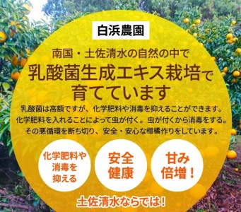 【先行予約】＜訳あり＞ぽんかん  3.5kg 高糖度 みかん 柑橘 甘い ジューシー 完熟 フルーツ 果物 ビタミンC 旬 M〜2Lサイズ 減農薬 乳酸菌生成液 産直 季節限定 家庭用【R00890】