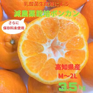 【先行予約】＜訳あり＞ぽんかん  3.5kg 高糖度 みかん 柑橘 甘い ジューシー 完熟 フルーツ 果物 ビタミンC 旬 M〜2Lサイズ 減農薬 乳酸菌生成液 産直 季節限定 家庭用【R00890】