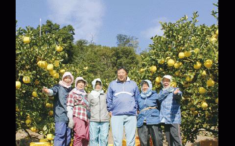 先行予約 【訳あり】早川農園のぽんかん（10kg）デコポンの親 みかん ミカン 果物 果実 柑橘 ポンカン フルーツ おやつ デザート 甘い おいしい ワケアリ 家庭用 ご自宅用【R00356】