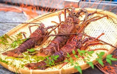 伊勢海老3.3kg（サイズおまかせ高知県産）※着日指定不可※エビ 甲殻類 海鮮BBQ アウトドア キャンプ お祝い【R00730】