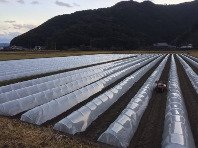 【先行予約】朝採り！土佐の春ブロッコリー（大玉6個）春野菜 ブロッコリー やさい 栄養 健康 ビタミンC おいしい 美味しい レシピ付き おかず お弁当 サラダ 料理 ギフト 贈答 国産【R00133】