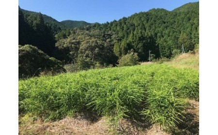 自然農 ひね生姜１kg（自然のままの土付き）親生姜 皮まで食べられる 甘酢漬け ガリ ショウガ【R00218】