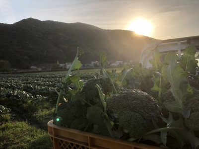 【先行予約：令和8年4月中旬以降発送予定】朝採り！土佐の春ブロッコリー（大玉6個）春野菜 ブロッコリー やさい 栄養 健康 ビタミンC おいしい 美味しい レシピ付き おかず お弁当 サラダ 料理 ギフト 贈答 国産【R00133】