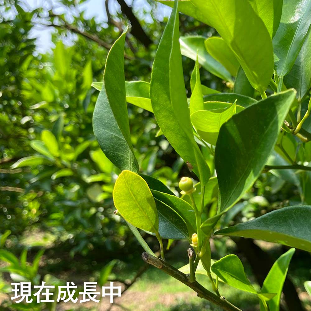 ã什å9å¹ŽïŒæä»¥éãå
å蟲åã®æžèŸ²è¬æ œå¹ ãœãããïŒLãµã€ãºïŒ5ãã èŽççš ã¿ãã èæ ãã«ã³ ææ© ããã〠ãã³ã«ã³ ãã«ãŒã ãªã¬ã³ãž æç© ãã ãã® çã ãžã¥ãŒã·ãŒ é«ç¥ãR01097ã