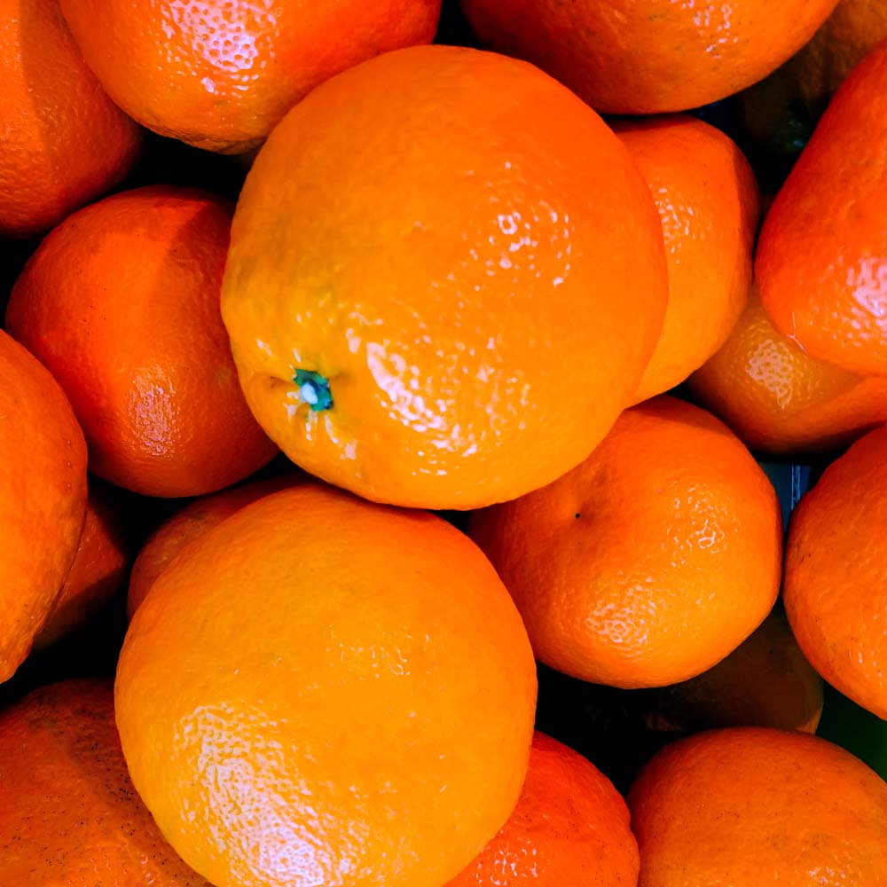 ã什å9å¹ŽïŒæä»¥éãå
å蟲åã®æžèŸ²è¬æ œå¹ ãœãããïŒLãµã€ãºïŒ5ãã èŽççš ã¿ãã èæ ãã«ã³ ææ© ããã〠ãã³ã«ã³ ãã«ãŒã ãªã¬ã³ãž æç© ãã ãã® çã ãžã¥ãŒã·ãŒ é«ç¥ãR01097ã