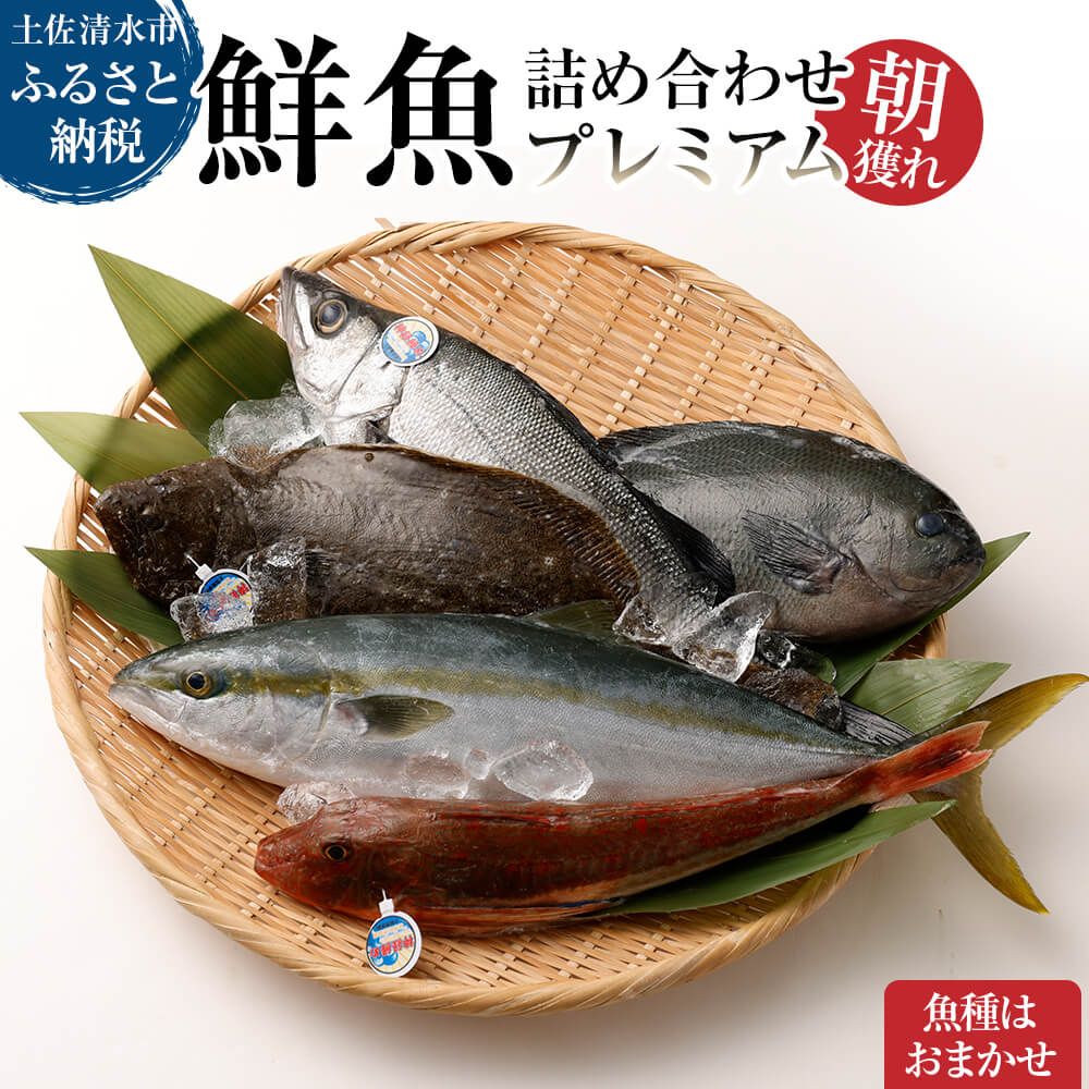 旬の朝獲れ鮮魚詰め合わせ（プレミアム）【以布利定置網　漁師直送】朝獲れ 旬 鮮魚 魚介 海鮮 魚 さかな せんぎょ 鮮魚セット 詰め合わせ おまかせ お任せ【S00819】