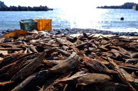 宗田節入り！味を育てるゆずポン酢＆ドレッシング 2点セット 鰹だし カツオ節 出汁 調味料 サラダドレッシング 柚子風味 【R00038】