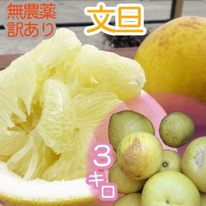 【先行受付　令和８年３月】訳あり 文旦 ３キロ 3kg 農薬不使用 熟成 柑橘 みかん 果物 果実 サイズ混合 不揃い ぶんたん ブンタン ザボン おやつ デザート 甘い 美味しい  高知 土佐名物 フルーツ【R00898】
